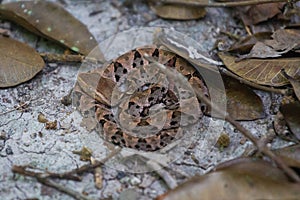 Wildlife: A Fer-de-lance Bothrops asper is seen in a trail in Peten, Guatemala photo