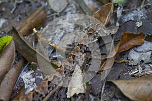 Wildlife: A Fer-de-lance Bothrops asper is seen in a trail in Peten, Guatemala photo