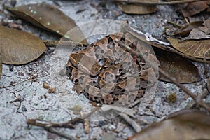 Wildlife: A Fer-de-lance Bothrops asper is seen in a trail in Peten, Guatemala