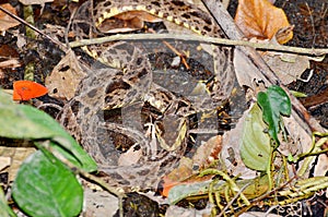 Fer-de-lance snake