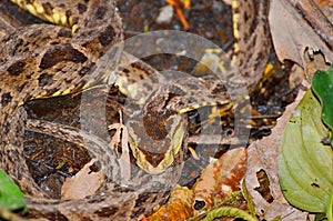 Fer-de-lance snake