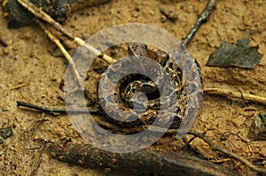 Fer-de-lance snake, coiled ready to strike