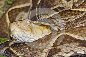 Fer-de-lance Viper