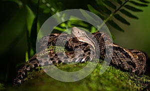 Fer de lance viper in Costa Rica