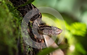 Fer de lance viper in Costa Rica