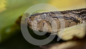 Fer de lance viper in Costa Rica