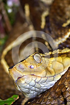 Fer-de-lance Viper, Tropical Rainforest, Costa Rica photo