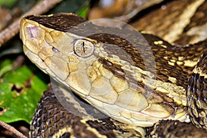 Fer-de-lance Viper, Terciopelo Viper, Bothrops asper, Tropical Rainforest, Costa Rica photo