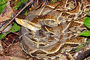 Fer-de-lance Viper, Tropical Rainforest, Costa Rica photo