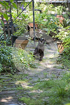 Feral Black Cat in Garden