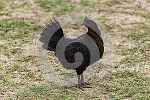 Feral Black Hen on the beach of the North Shore