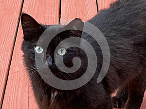 Feral Black TNR Cat