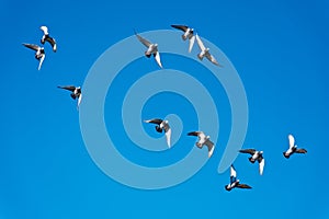 Feral blue pigeons flying overhead in training session for racing on a hot summer day