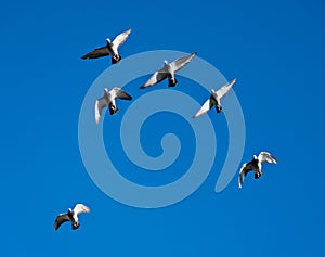 Feral blue pigeons flying overhead in training session for racing on a hot summer day