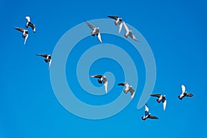 Divoký modrý holuby lietanie horná v tréning zasadnutia závodné na horúci leto 