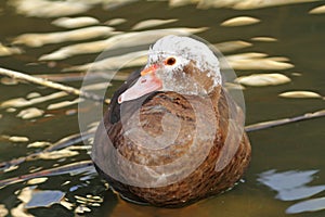 Feral cairina moschata