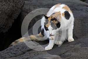 Feral Calico Cat