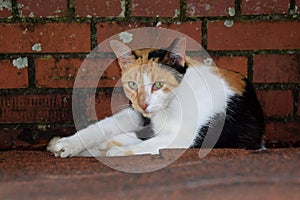 Feral calico cat laying down staring at me