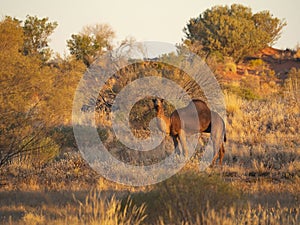 Feral Camel in outback Central Australia