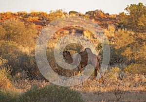 Feral Camel in outback Central Australia