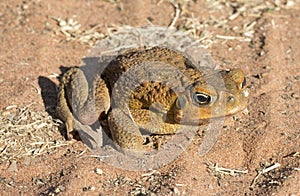 Feral cane toad in outback Queensland