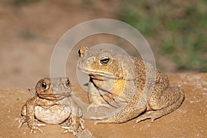 Feral cane toad in outback Queensland