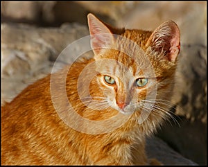 Feral Cat 1