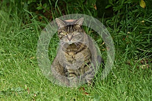 A Feral Cat With Attitude Sits In The Grass Whilst on The Hunt