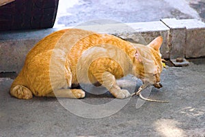Feral cat caught a lizard