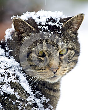 Feral cat covered in snow