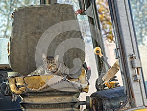 Feral cat, curled up on seat of an excavator.