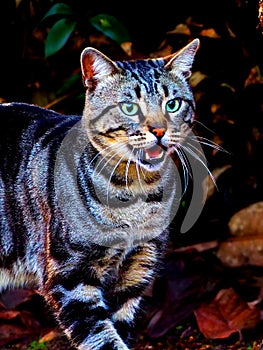 Feral Cat Expression of Alert