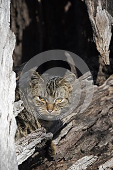 Feral cat