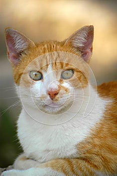 Feral cat living on the Greek island of Rhodes.