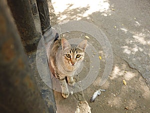 Feral cat looking up