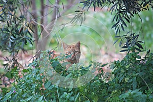 A feral cat looks straight through the brush