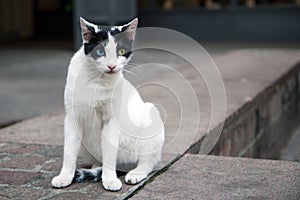 Feral cat with one blue and one yellow eye. Athens, Greece