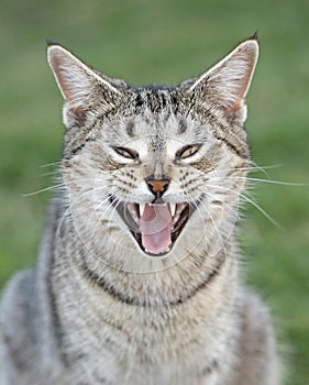 Feral cat in outback Queensland