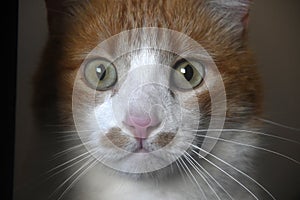 Feral Cat Portrait.