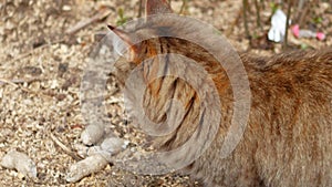 Feral Cat prowling closeup