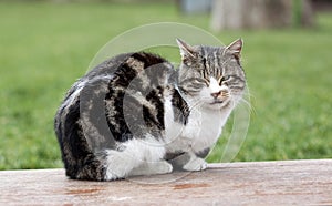 Feral cat - RAW format