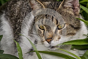 Feral cat resting in the grass