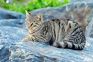 Feral cat resting on rocks