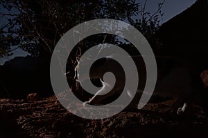 Feral cat stalking past a creosote bush at night