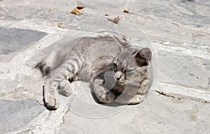 Feral cat standing in the sun