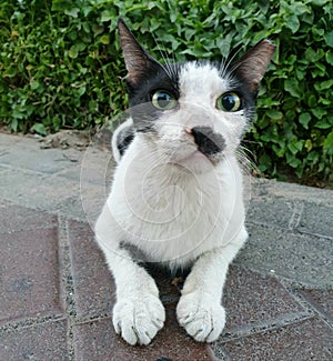 A feral cat is an un-owned domestic cat that lives outdoors and avoids human contact