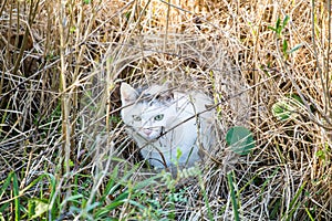Feral Cat in Wetland Marsh
