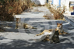 Feral cats