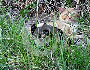 Feral Cats Felis catus