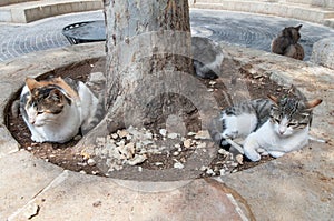 Feral cats find a resting spot in the dirt beneath a tree in the center of Jerusalem, Israel